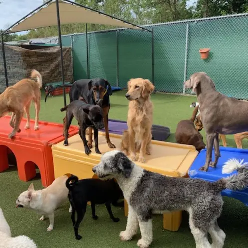 A bunch of dogs in dog day camp.